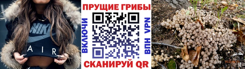 купить закладку  Юрга  Галлюциногенные грибы Cubensis 